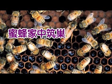 蜜蜂風水|【蜜蜂築巢】解密蜜蜂築巢：居家風水大揭密！